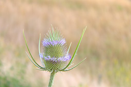 Naturaleza, Paisaje, Al Aire Libre