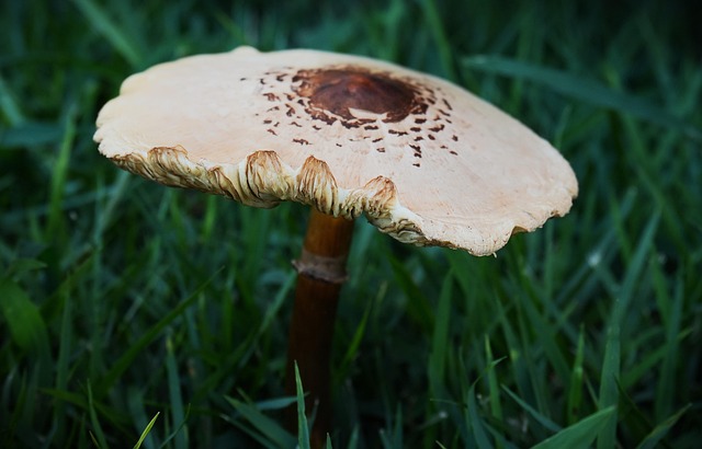 Free Mushroom Nature photo and picture