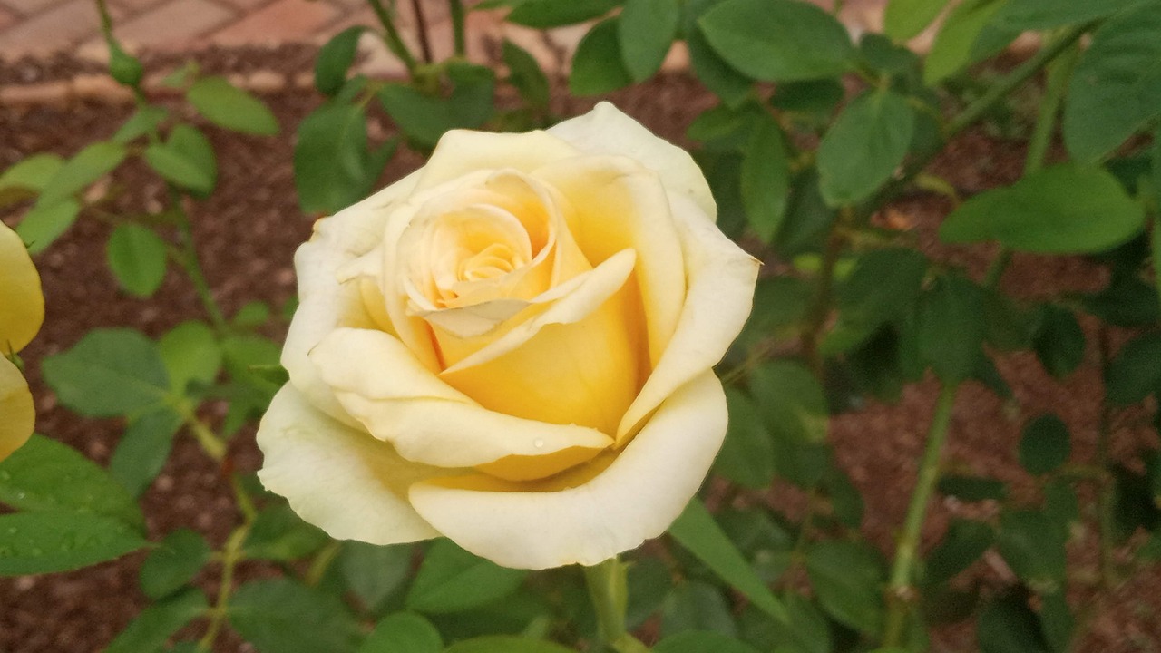 Summer Yellow Rose - Free photo on Pixabay