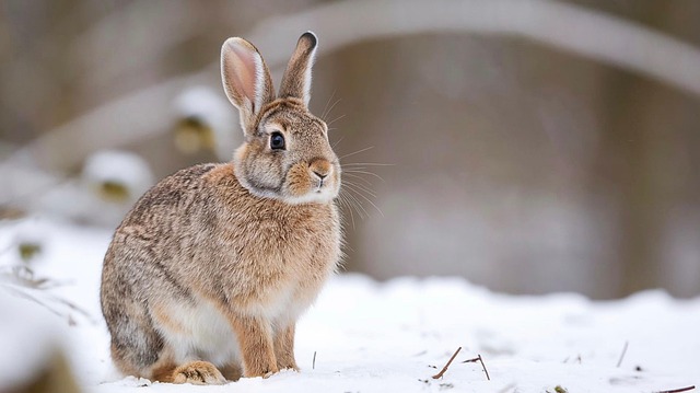 Free ai generated rabbit wild illustration