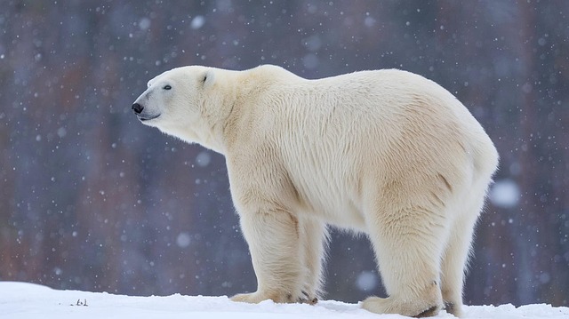 Free ai generated polar bear ice bear illustration