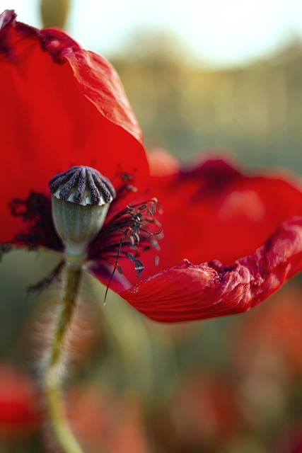 Mack, Bloem, Bud, Zomer, Natuur