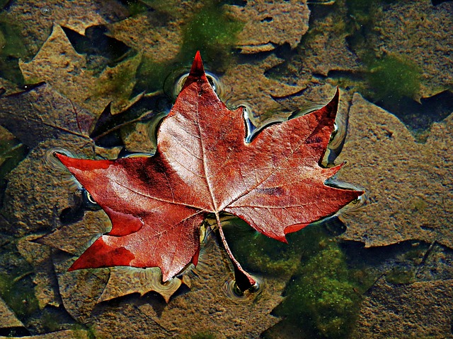Free Leaf Winter photo and picture