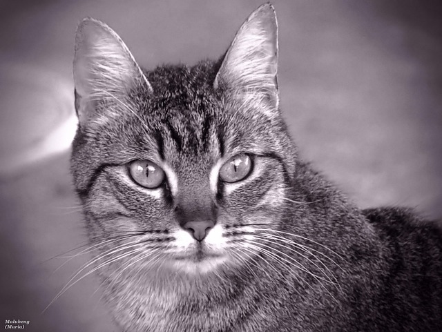 Free Cat Street Map photo and picture
