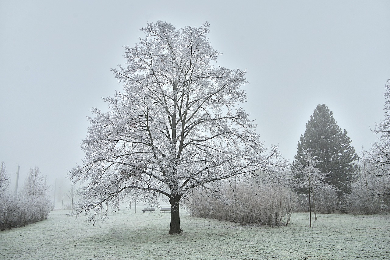 Hiver Neige Geler Des Photo Gratuite Sur Pixabay Hiver Neige Geler Des Photo Gratuite Sur Pixabay