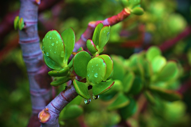 Free Plant Water photo and picture