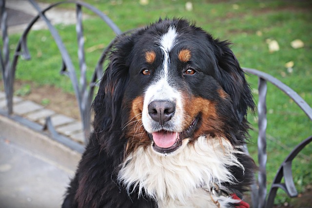 Free Dog Mascot photo and picture