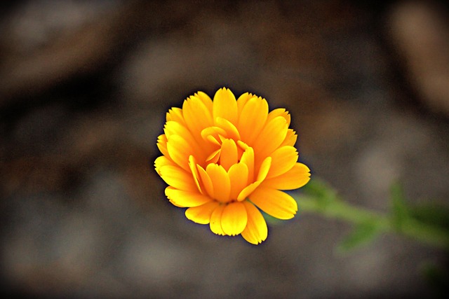 Free Flower Yellow photo and picture