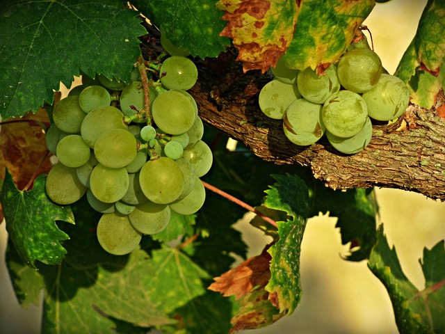 Free Grape New Years Eve photo and picture