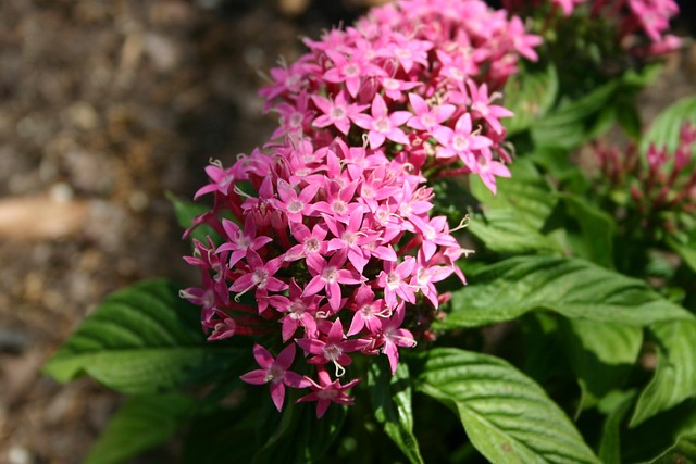 Free Star Flower Flower photo and picture