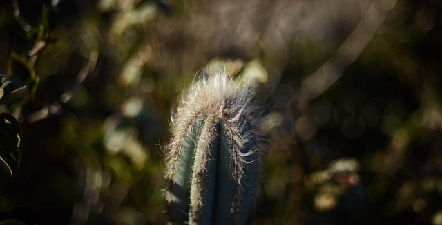 Free Cactus Cactae photo and picture