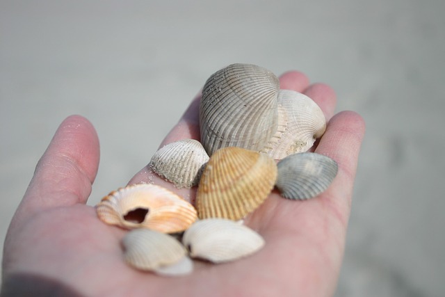 Free Shells Seashells photo and picture
