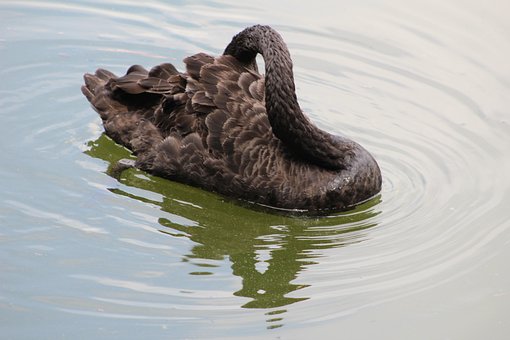 Free Swan Bird illustration and picture