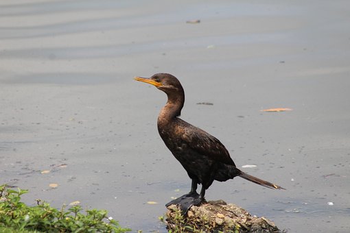 Free Loon Nature illustration and picture