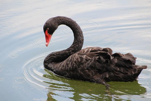 Free Swan Bird illustration and picture