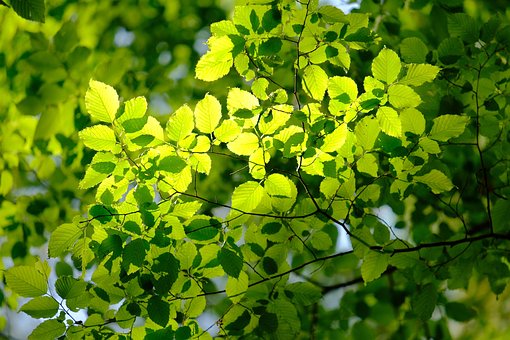 Rayo De Sol, Verdor, Sale De, Naturaleza
