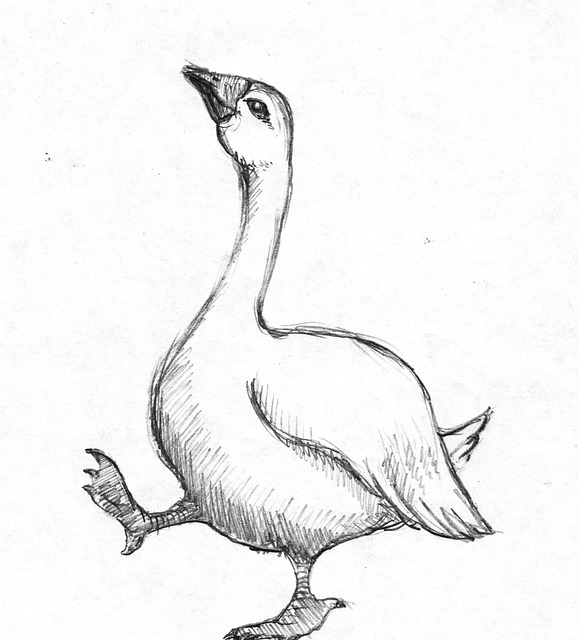 Gås, Fugl, Dyr, Gjess, Tegning