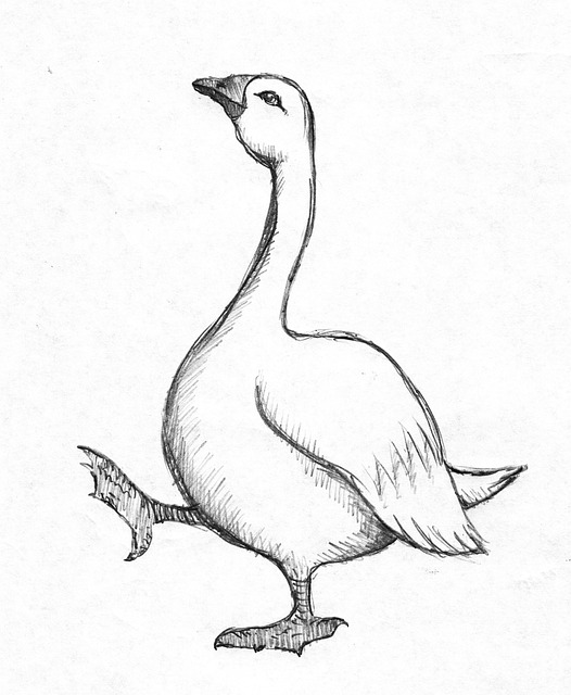 Gås, Fugl, Dyr, Gjess, Tegning