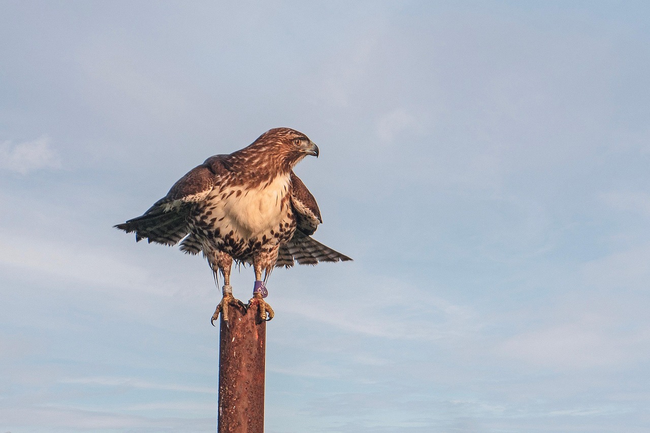 Killikilli Hawk Hawk Animal Bird - Free photo on Pixabay