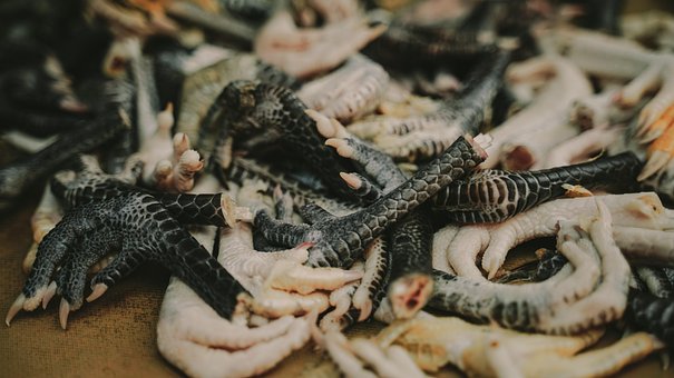Free Raw Chicken Feet Poultry Market illustration and picture