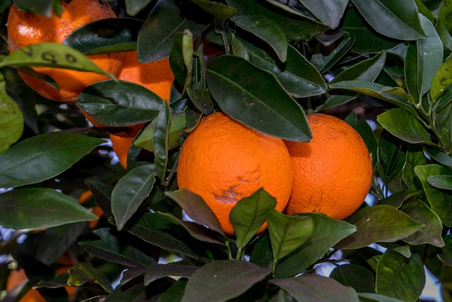 Baum, Natur, Orange, Landwirtschaft