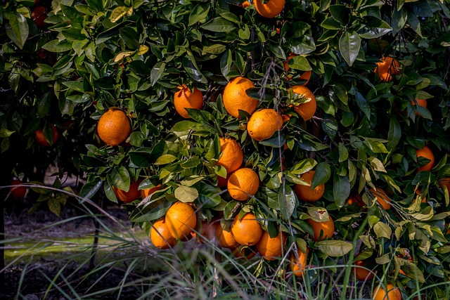 Baum, Natur, Orange, Landwirtschaft