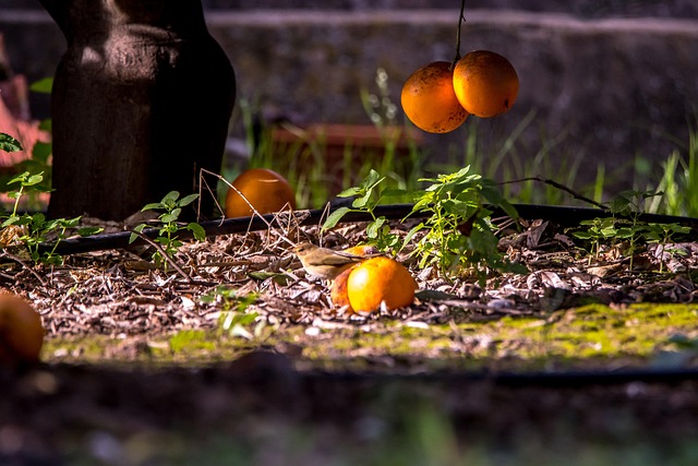 Baum, Natur, Orange, Landwirtschaft