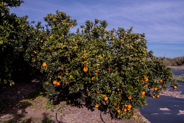 Baum, Natur, Orange, Landwirtschaft