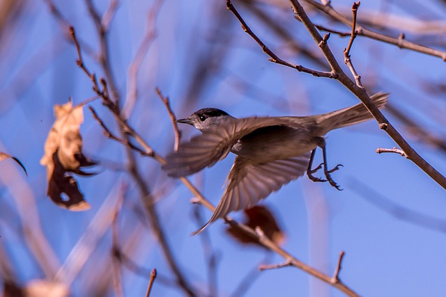 Vogel, Natur, Tier, Tiere, Stifte, Vögel
