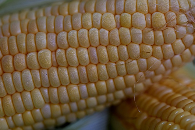 Free Sweet Corn Food photo and picture