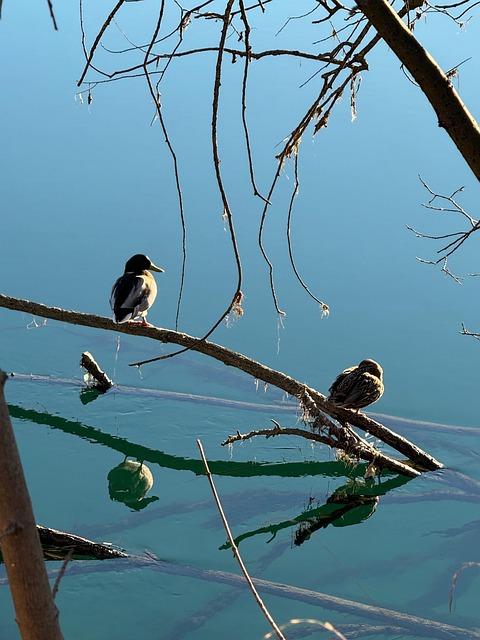 Free Animals Waterfowl photo and picture