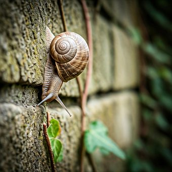Caracol, Naturaleza, Cáscara, Animal