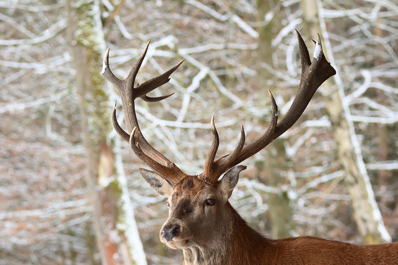 Red Riding Deer Red Deer Winter - Free photo on Pixabay