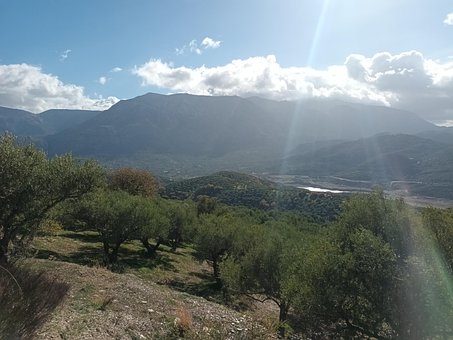 Oliven, Barriere, Vand, Olivenolie