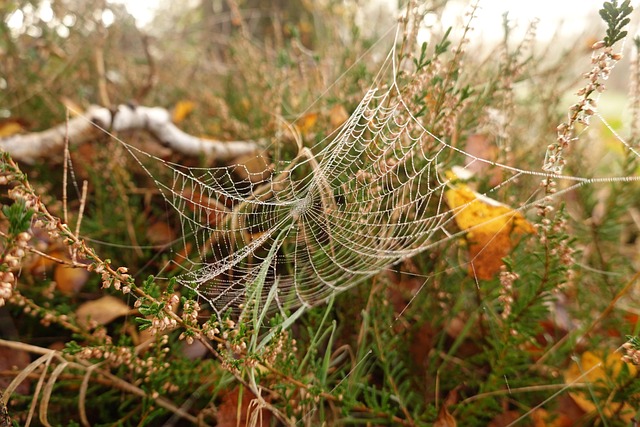 Free Spider Web Fall photo and picture