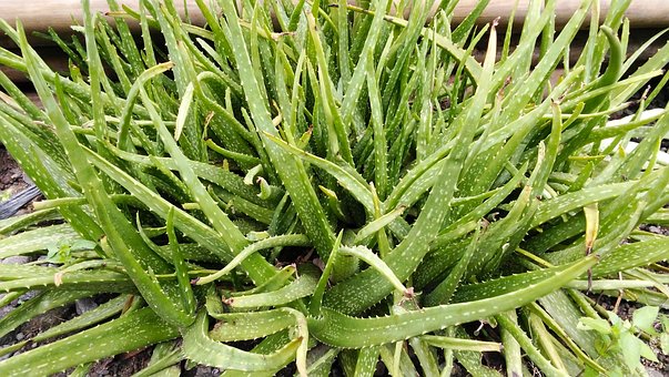 Free Nature Plant photo and picture