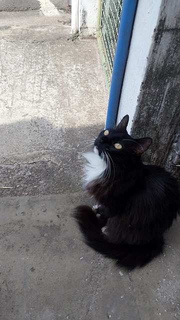 Free Cat Animal photo and picture