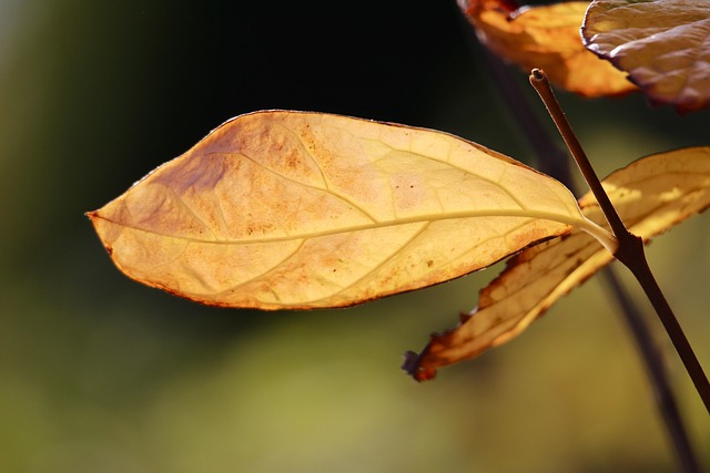 Free Brown Leaf Dry Leaf photo and picture