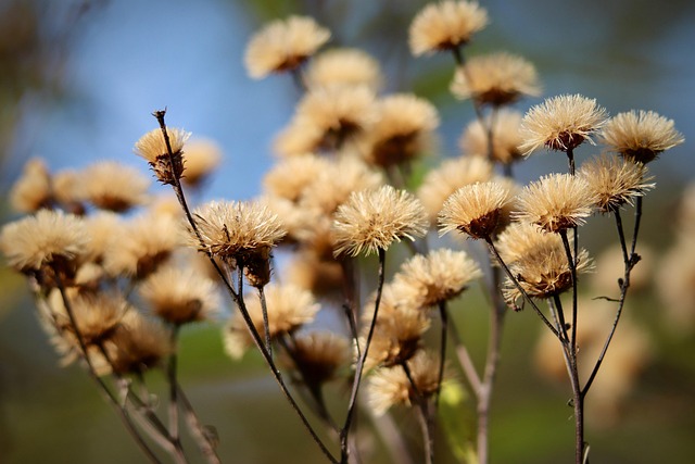 Free High Mock Aster Dried Flowers photo and picture