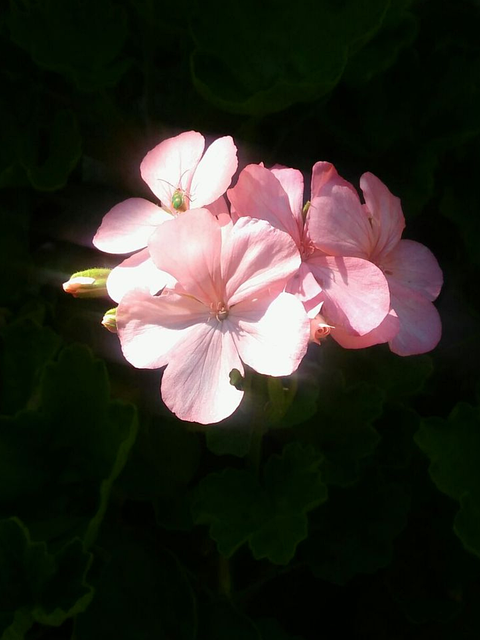 Bloem, Bloesem, Bloemblaadjes, Bloemen