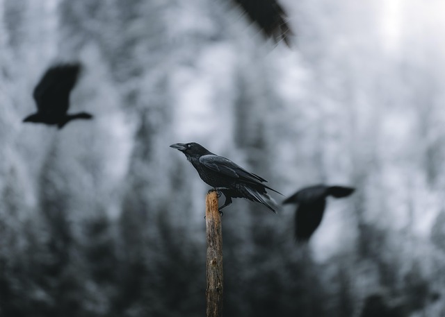 Free Raven Bird photo and picture