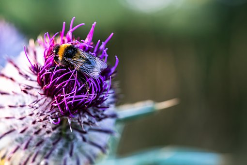 Free Bee Bumblebee photo and picture