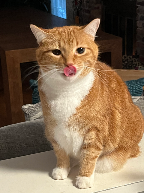 Katze, Tier, Haustier, Kätzchen, Katzen
