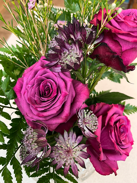 Blüte, Natur, Flora, Blütenblätter
