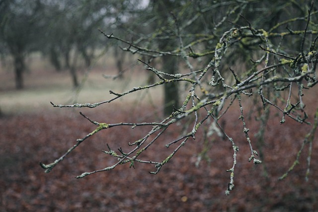 Galho, Árvore, Natureza, Floresta