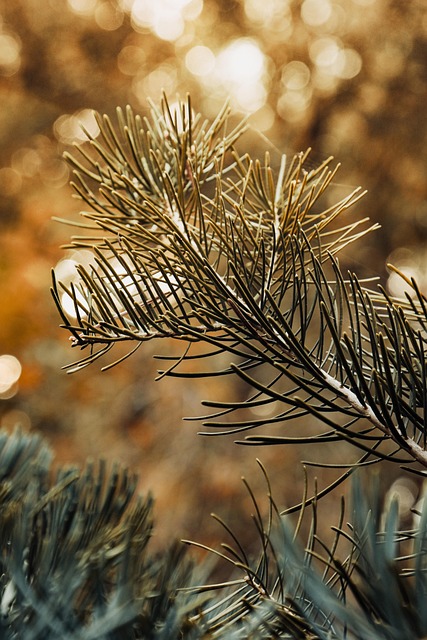 Bokeh, Árvore, Pôr Do Sol, Spruce