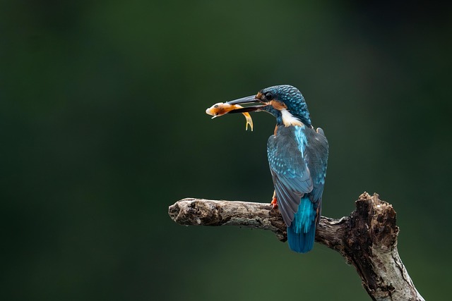 Free Kingfisher Bird photo and picture