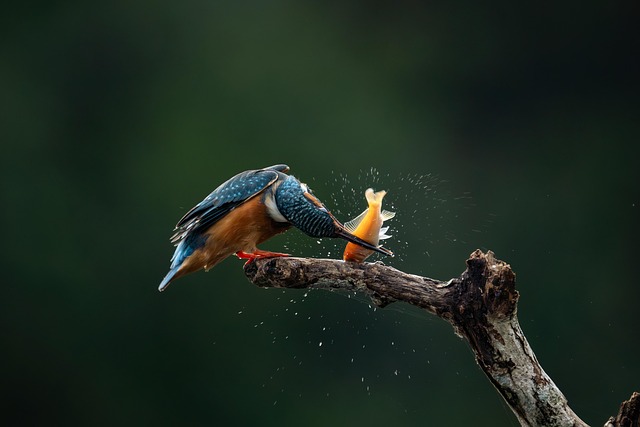Free Kingfisher Bird photo and picture