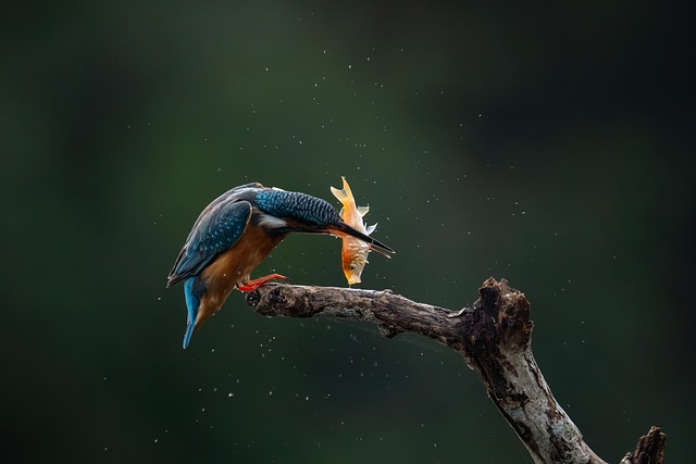Free Kingfisher Bird photo and picture