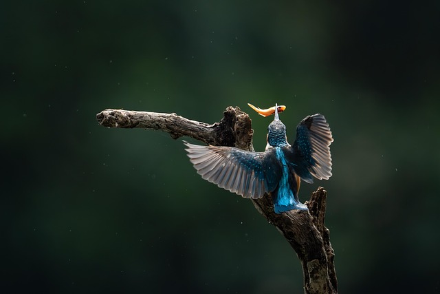 Free Kingfisher Bird photo and picture